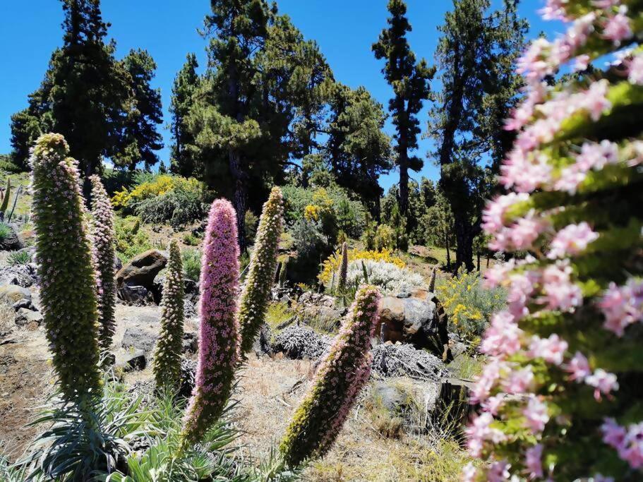 La Terraza De Juana Villa Santa Cruz de la Palma  Kültér fotó